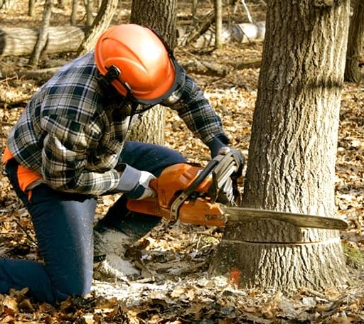 Tree Removal in Louise, MS